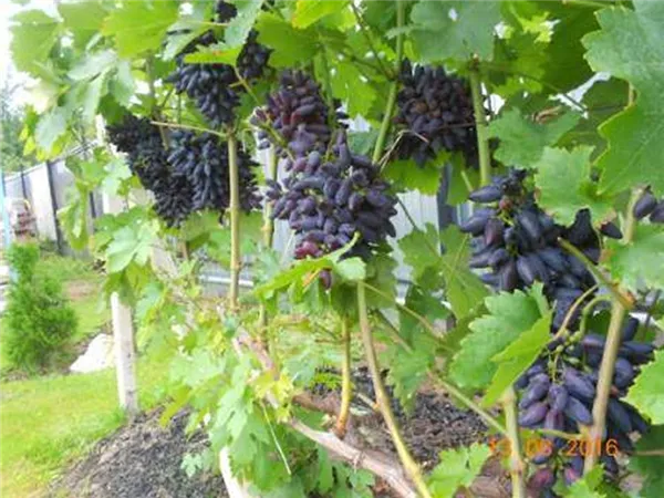 Сорт винограда Викинг — описание сорта, особенности посадки и выращивания. Виноград викинг описание сорта. 11
