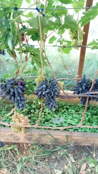 Сорт винограда Викинг — описание сорта, особенности посадки и выращивания. Виноград викинг описание сорта. 13