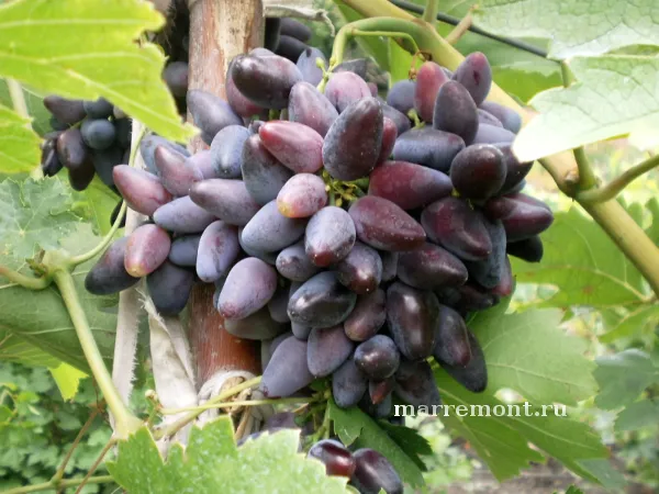 Сорт винограда Викинг — описание сорта, особенности посадки и выращивания. Виноград викинг описание сорта. 6