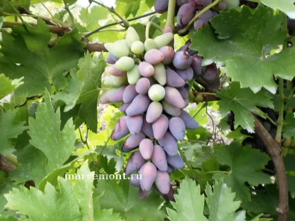 Сорт винограда Викинг — описание сорта, особенности посадки и выращивания. Виноград викинг описание сорта. 7