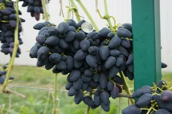 Сорт винограда Викинг — описание сорта, особенности посадки и выращивания. Виноград викинг описание сорта. 15