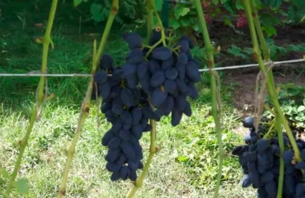 Сорт винограда Викинг — описание сорта, особенности посадки и выращивания. Виноград викинг описание сорта. 2