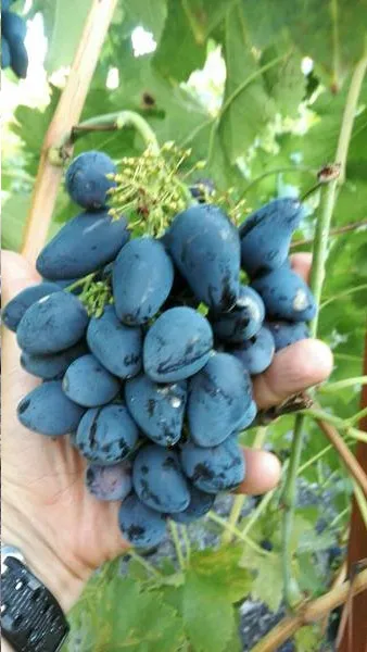 Сорт винограда Викинг — описание сорта, особенности посадки и выращивания. Виноград викинг описание сорта. 10
