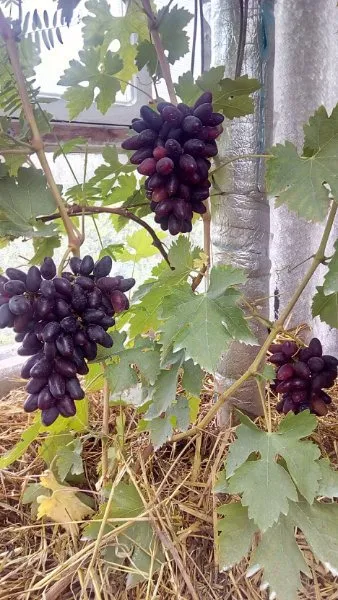 Виноград Викинг