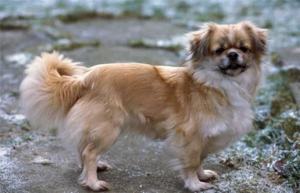 Порода собаки Тибетский спаниель