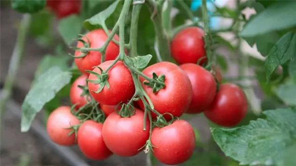 Уникальный гибрид с вкусными плодами, как с картинки - томат 