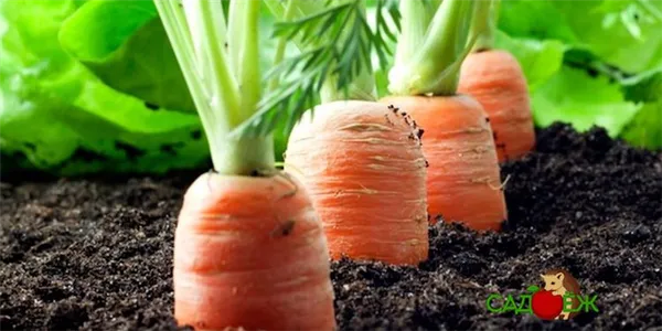 Как правильно посадить морковь, чтобы потом ее не пришлось прореживать?