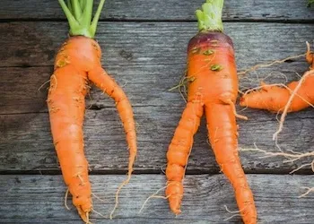 Почему морковь вырастает корявая и рогатая?