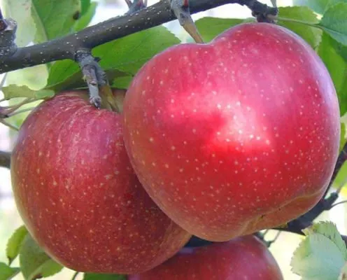 Яблоки сорта Гала