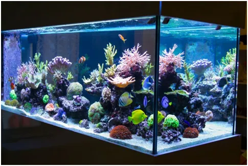 Какой аквариум выбрать начинающему аквариумисту и как правильно его обустроить. Что нужно для аквариума. 2