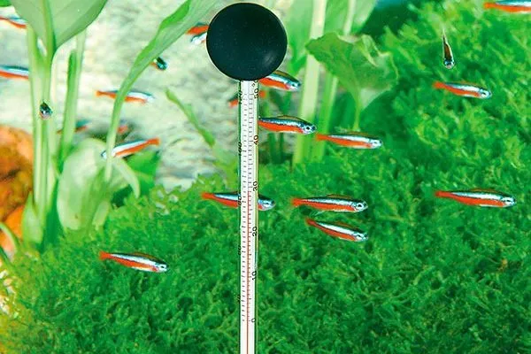 аквариумный термометр