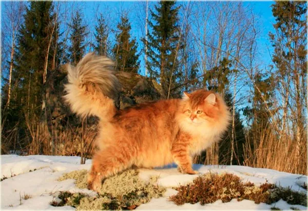 Сибирская кошка золотистого окраса