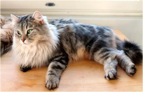 Сибирская серебристая кошка фото