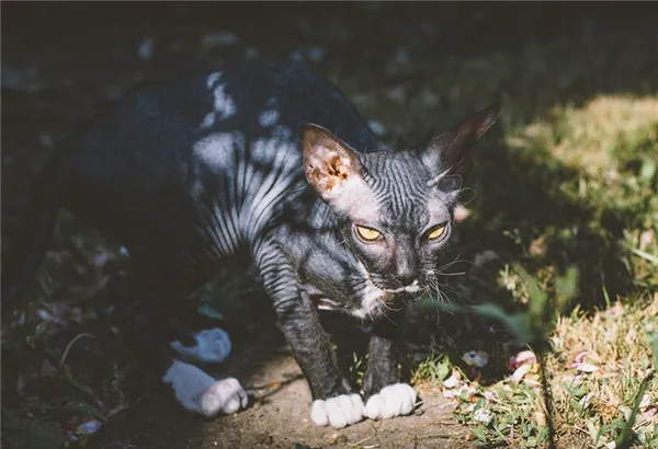 Кошка породы донской сфинкс велюр фото.jpg