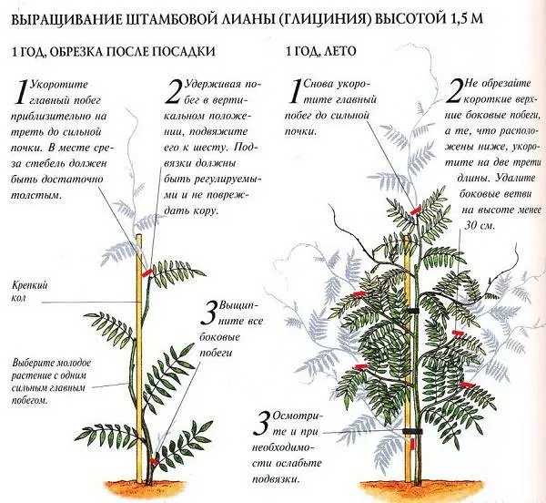 Глициния-растение-Описание-и-особенности-виды-и-сорта-как-и-где-сажать-глицинию-22