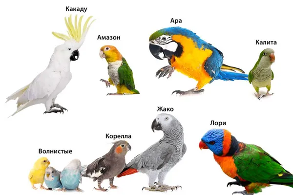 Лучшие породы говорящих попугаев. Какие волнистые попугаи лучше разговаривают. 2