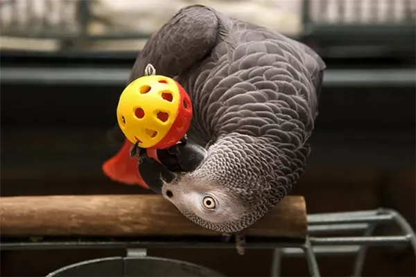 Лучшие игрушки для попугаев: порадуйте своего питомца. Игрушки для попугаев. 5