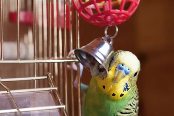 Лучшие игрушки для попугаев: порадуйте своего питомца. Игрушки для попугаев. 6