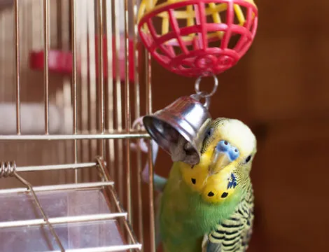 Лучшие игрушки для попугаев