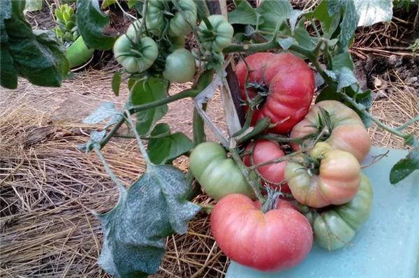 купить семена томата малиновый гигант