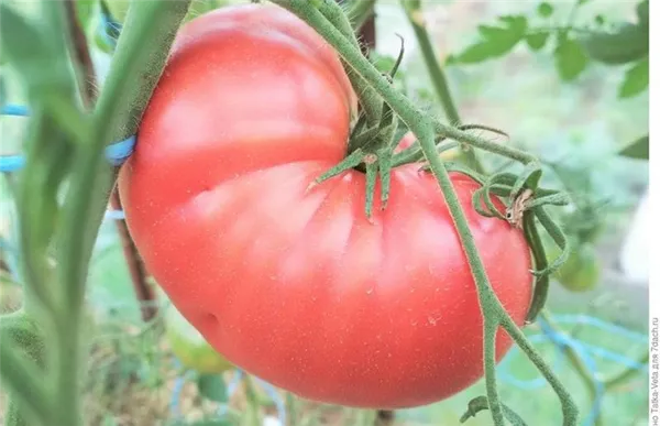 Сорт с потрясающим вкусом, который вы точно полюбите — томат «Малиновый гигант». Томат малиновый гигант. 6