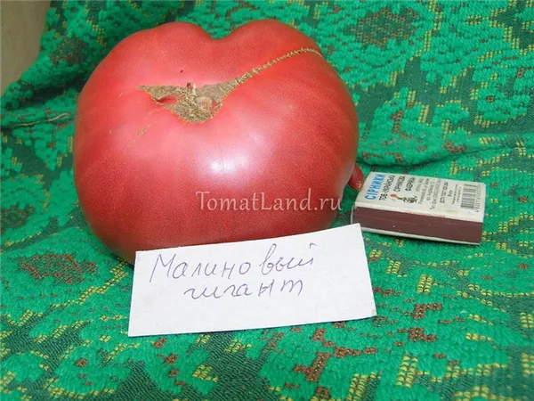 помидоры Малиновый гигант фото спелых плодов