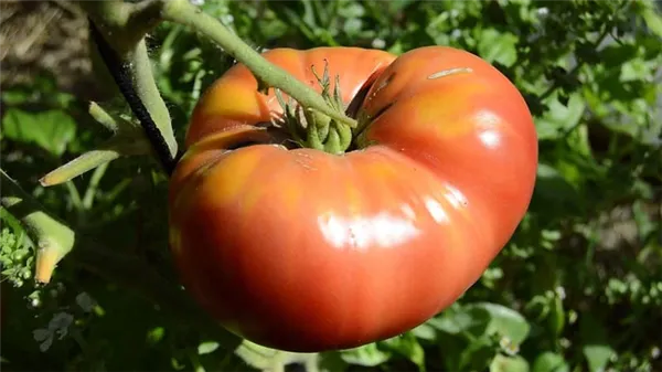Сорт с потрясающим вкусом, который вы точно полюбите — томат «Малиновый гигант». Томат малиновый гигант. 5