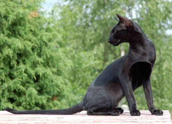 Ориентальная черная кошка