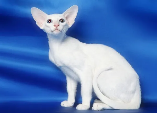 Белая ориентальная кошка
