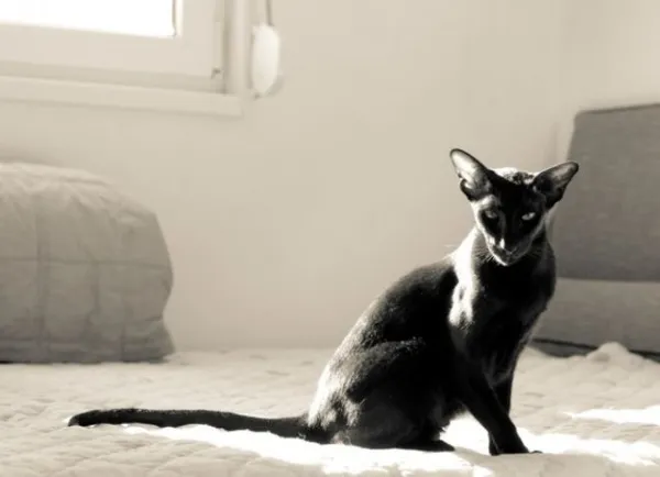 Ориентальная кошка - история породы
