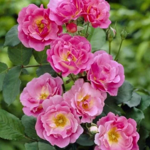 Чайно-гибридные розы серии Explorer (Эксплорер): посадка и уход. Роза эксплорер фото и описание отзывы. 8