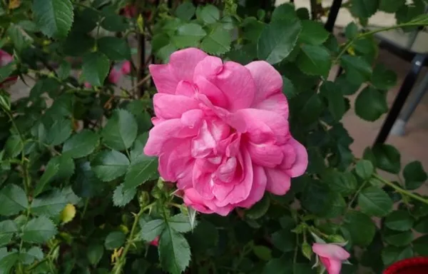 Чайно-гибридные розы серии Explorer (Эксплорер): посадка и уход. Роза эксплорер фото и описание отзывы. 5