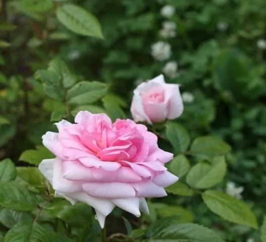 Чайно-гибридные розы серии Explorer (Эксплорер): посадка и уход. Роза эксплорер фото и описание отзывы. 4