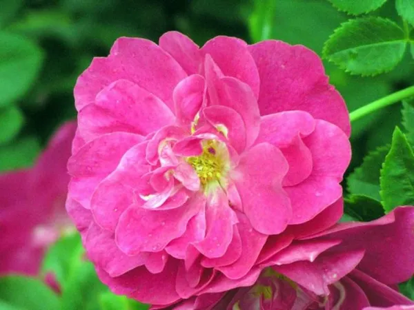 Чайно-гибридные розы серии Explorer (Эксплорер): посадка и уход. Роза эксплорер фото и описание отзывы. 6