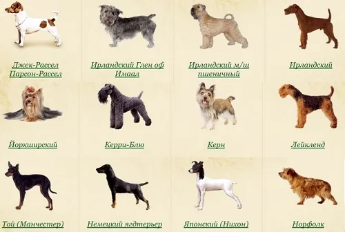 18 самых здоровых пород собак: есть из чего выбрать!