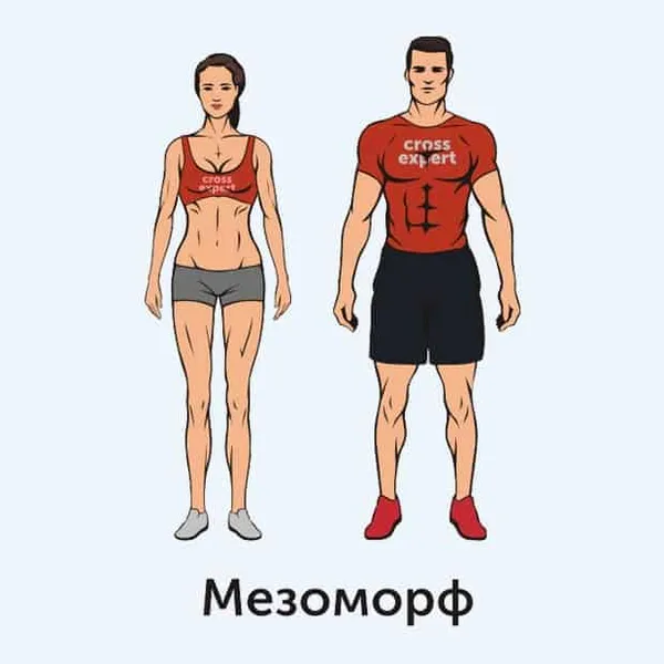 мезоморф - тип телосложения
