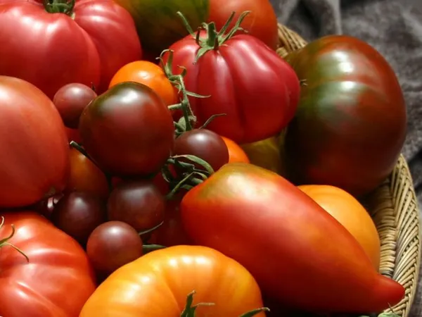 новые сорта томатов
