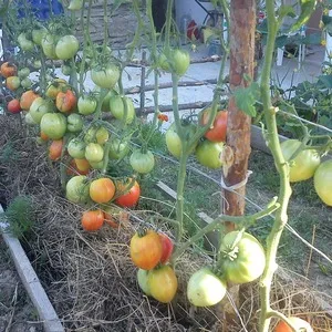 Сорт помидоров с говорящим названием - томат 
