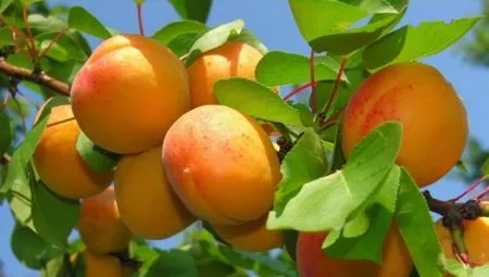 Все о выращивании абрикоса