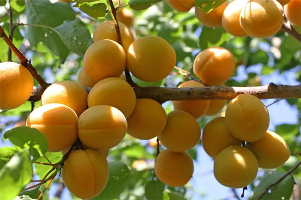 Выращивание абрикоса: все правила агротехники