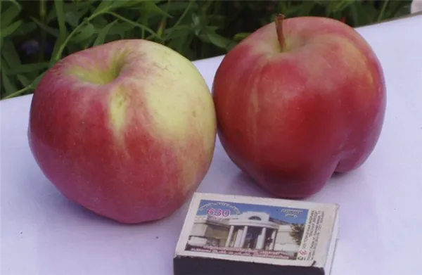 плоды яблони брусничное