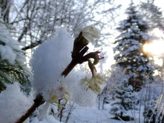 Цветущая жимолость под снегом