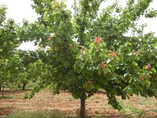 Дерево абрикоса Кичигинский