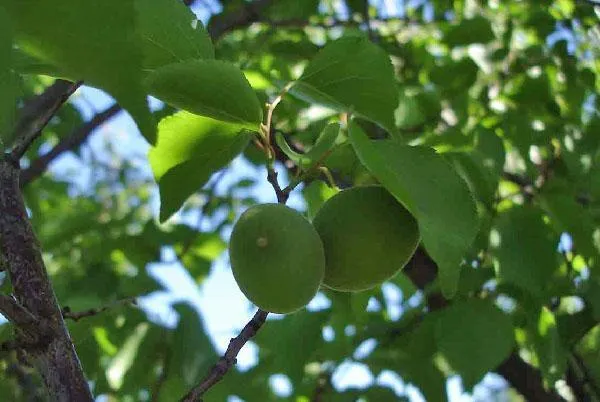 зеленые плоды абрикоса Кичигинский