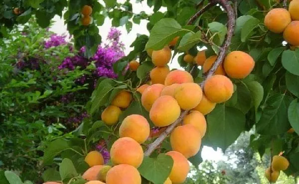 урожай абрикоса Кичигинский