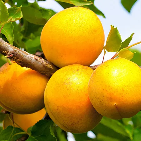 Плоды абрикоса Кичигинский