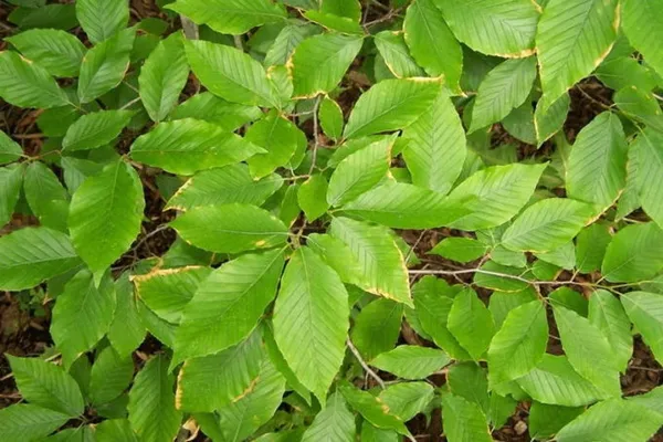 Fagus grandifolia (Бук крупнолистный)