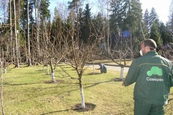 Опрыскивание деревьев