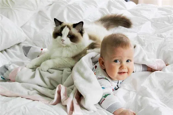 Уживется ли кошка с маленьким ребенком в доме. Маленькие дети и кошки. 6
