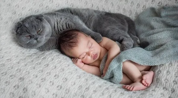 Уживется ли кошка с маленьким ребенком в доме. Маленькие дети и кошки. 3